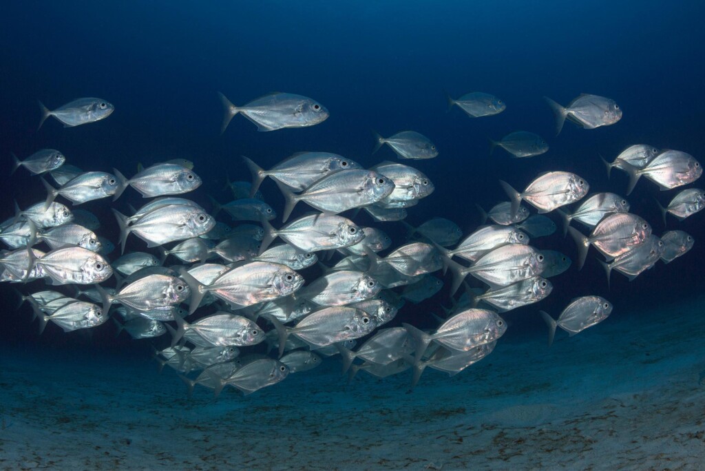 Een school zilvervisjes glijdt samen in de diepblauwe oceaan vlakbij de zeebodem en illustreert moeiteloos de manier waarop de natuur leads genereert.