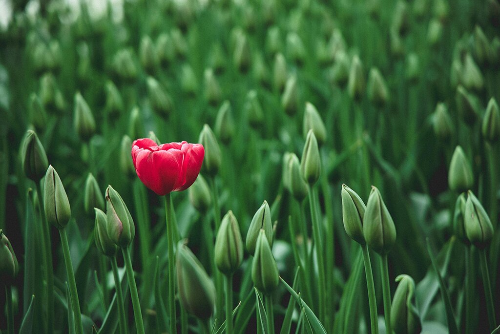 Eén enkele rode tulp bloeit te midden van talloze groene knoppen en laat de levendige huisstijl van de natuur in een weelderige tuin zien.