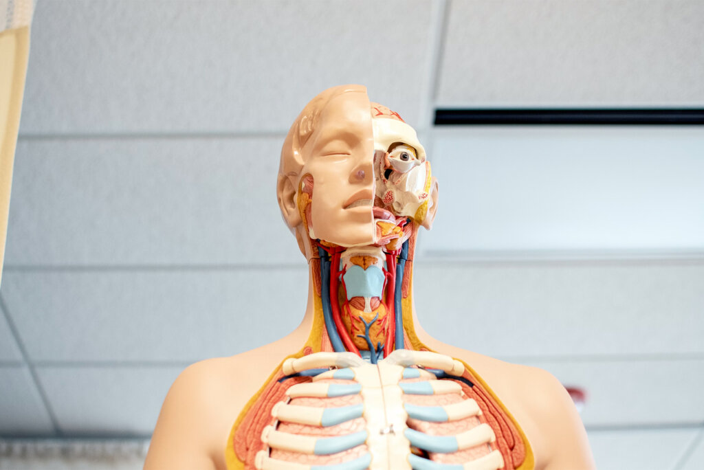 Een anatomisch model toont een gedetailleerde dwarsdoorsnede van hoofd en romp, met spieren, aderen en organen. Perfect voor webdesigners die op zoek zijn naar nauwkeurige visuele referenties voor medische of educatieve websites.