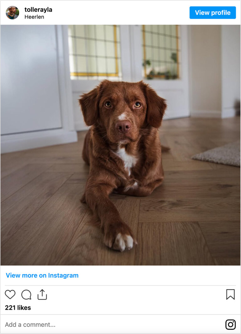 Ayla, de kantoorhond, ligt comfortabel op de houten vloer in de kamer en kijkt aandachtig in de camera.