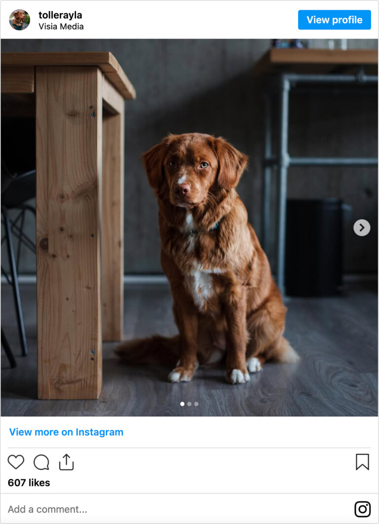 Een bruine kantoorhond genaamd Ayla zit binnen op een houten vloer naast een tafel en kijkt in de camera.